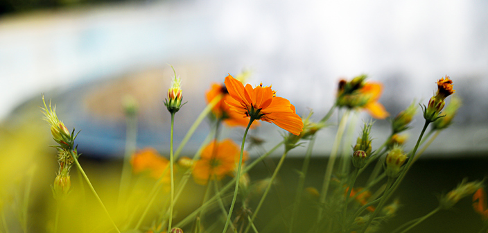 Legacy and will disputes for charities